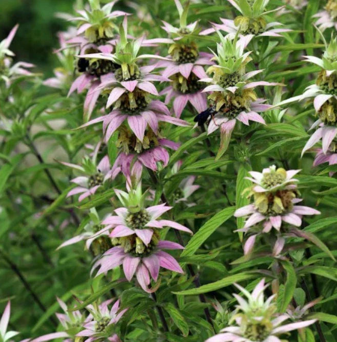 Bee Balm Seeds - 300 Non-GMO Spotted Variety for Pollinators | Monarda punctata