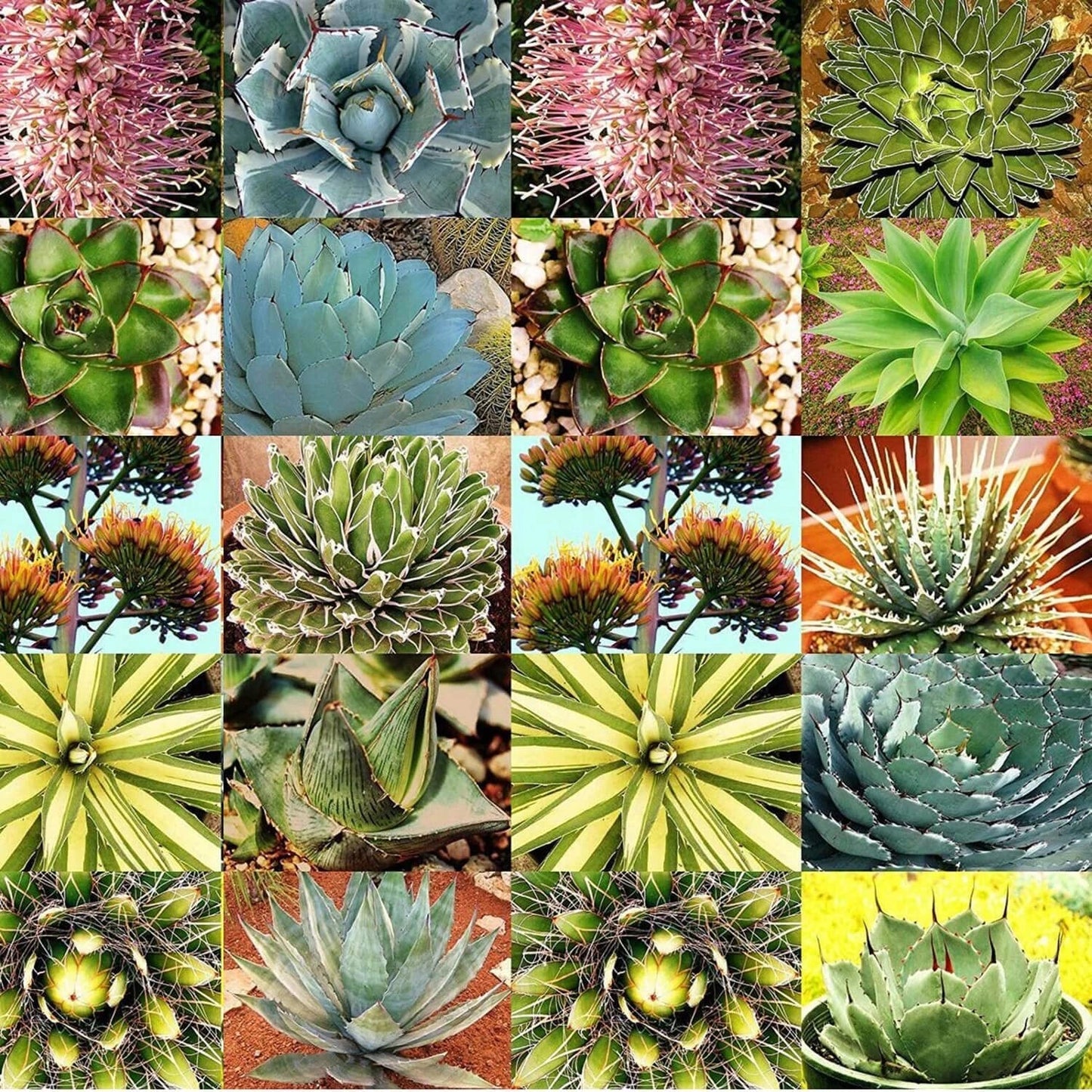 Agave Seeds Mix - 10 Seeds - Mixed Species with Varied Colors - Suitable for Gardens and Landscapes