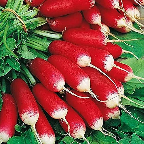 French Breakfast Radish Seeds | Heirloom Non-GMO Raphanus sativus | Fast Growing, Crisp, Edible Roots, 100 Seeds