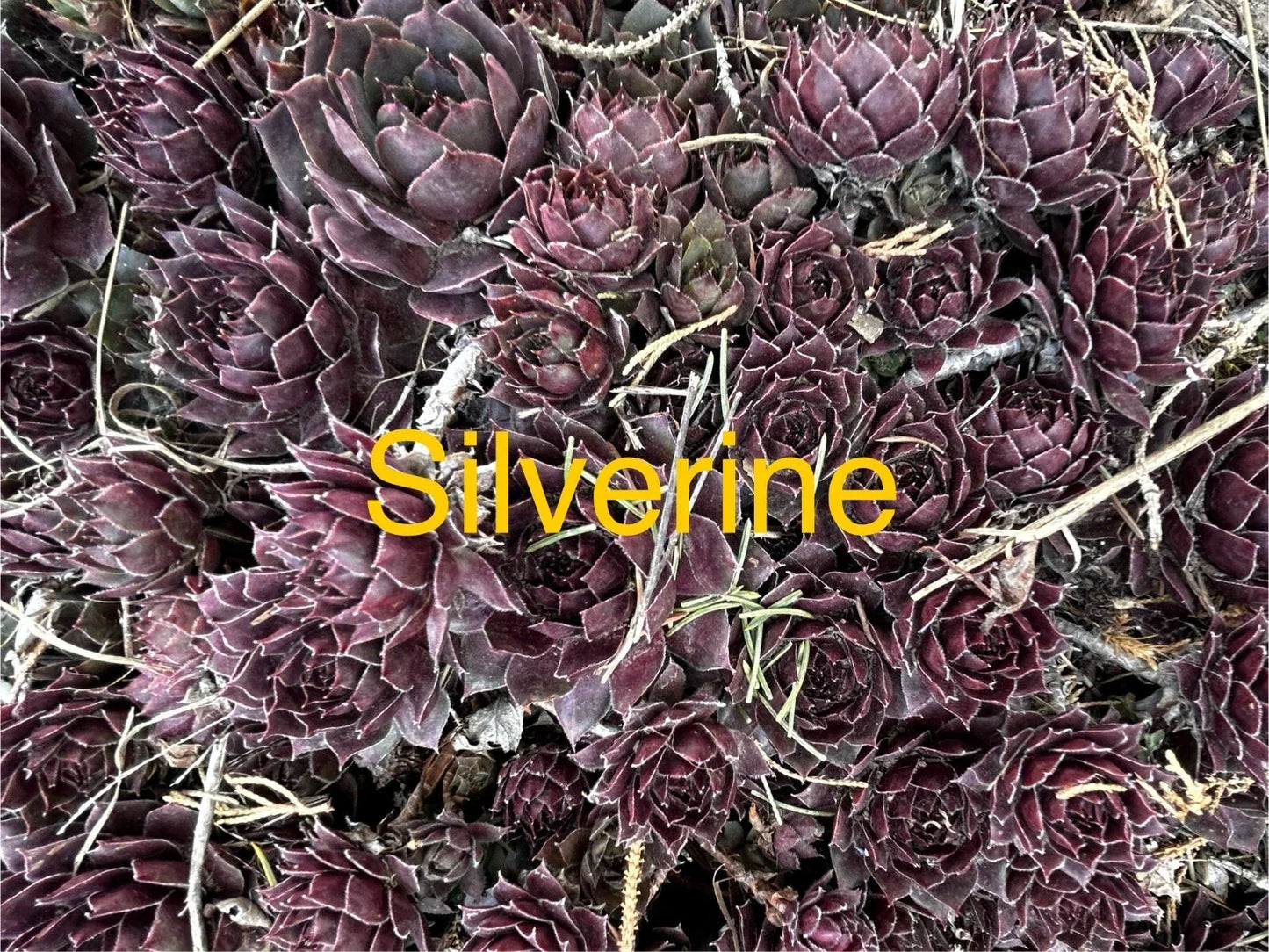 Silverine Hens and Chicks Succulents - 10 Live Sempervivum Plants for Zones 4-8