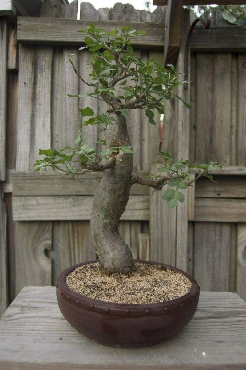 Baobab Bonsai Tree Seeds - 5 Seeds of Adansonia Digitata for Exotic Bonsai Gardening