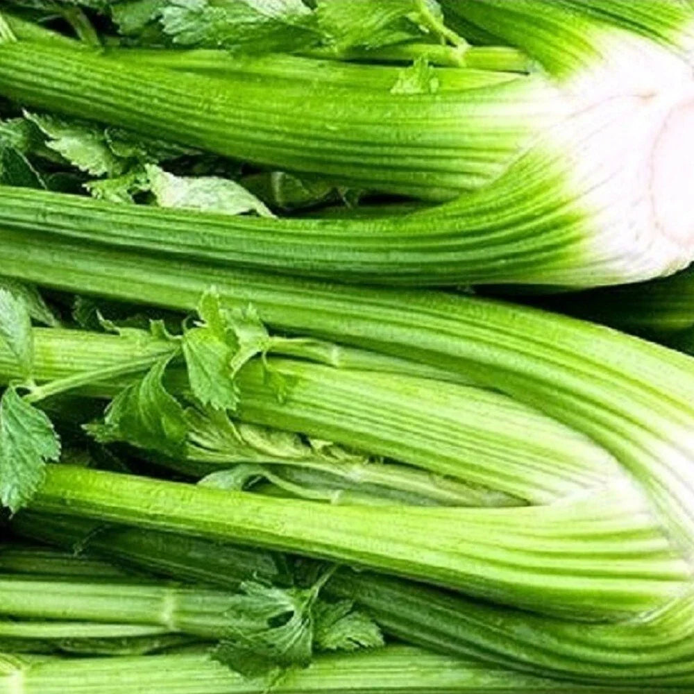 Tall Utah Celery Seeds | NON-GMO Heirloom Apium graveolens | Fresh Garden Seeds