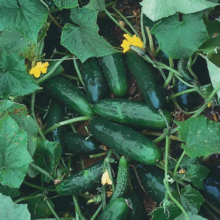 Marketmore 76 Cucumber Seeds - Non-GMO Heirloom Cucumis sativus