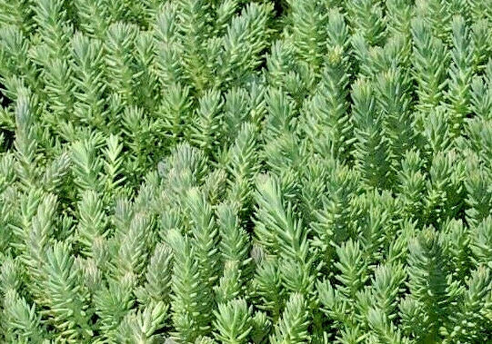 Sedum Seeds 200 Count Blue Spruce Hardy Sedum with Yellow Summer Flowers Sedum rupestre