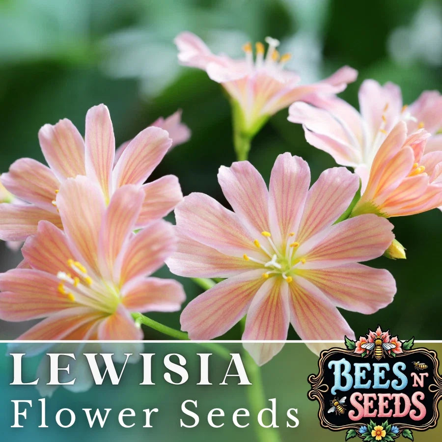 Peach Lewisia Seeds - Non-GMO Flower Seeds for Garden, Rock Gardens, Borders, Pollinator Attracting, Lewisia cotyledon, 35 or 100 Pack