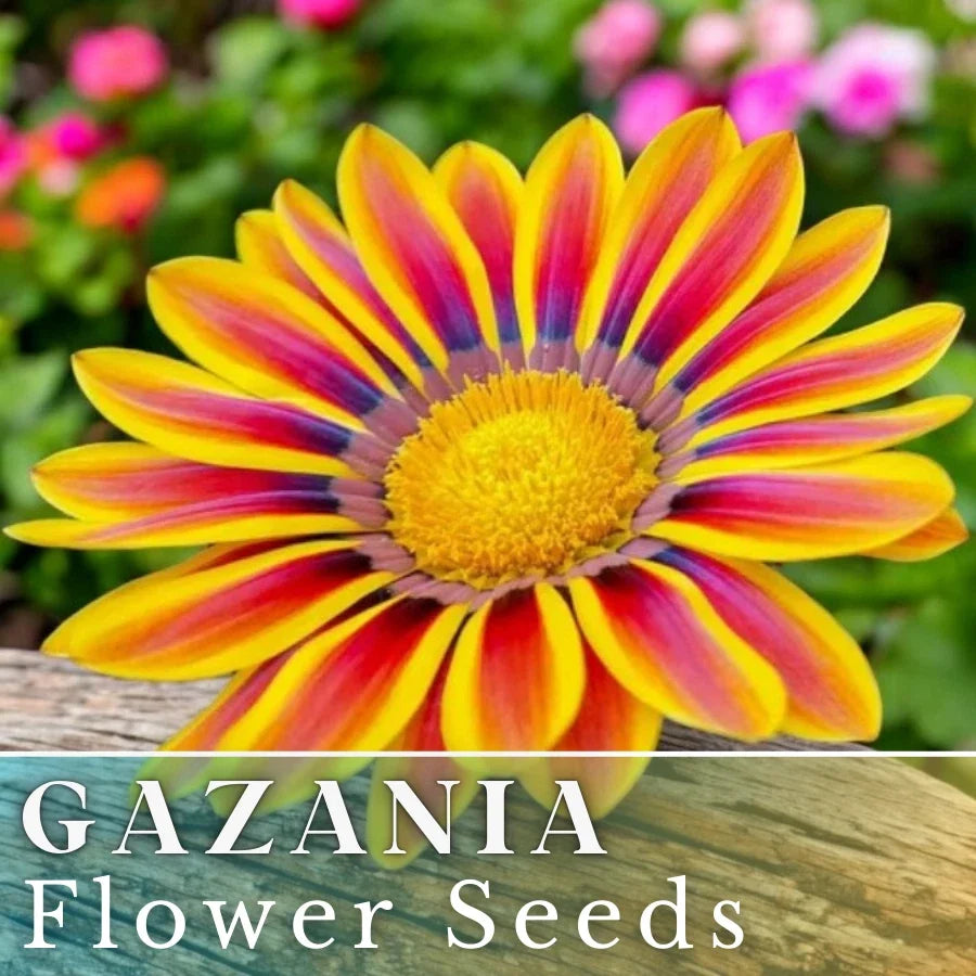 Gazania Seeds - 75+ Radiant Flame Non-GMO Flower Seeds for Borders & Containers - Gazania rigens