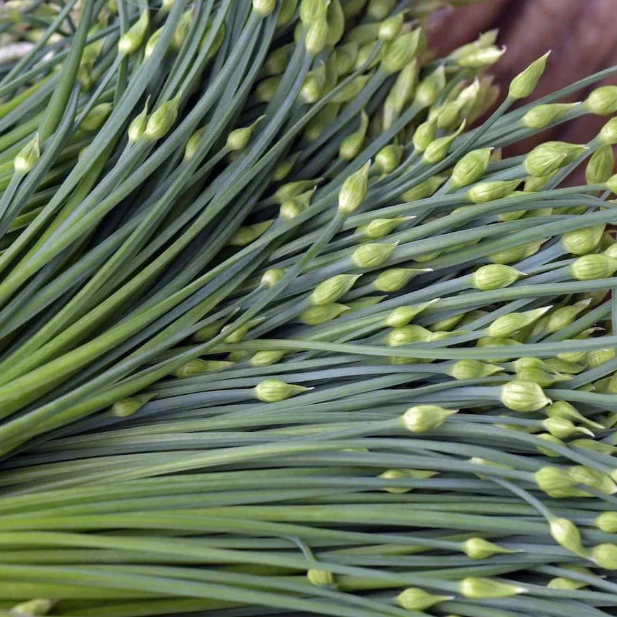 Chinese Garlic Chives Seeds - Dah Yeh Broad Leaf Jiuchai - Allium tuberosum - Aromatic Herb for Cooking & Garden