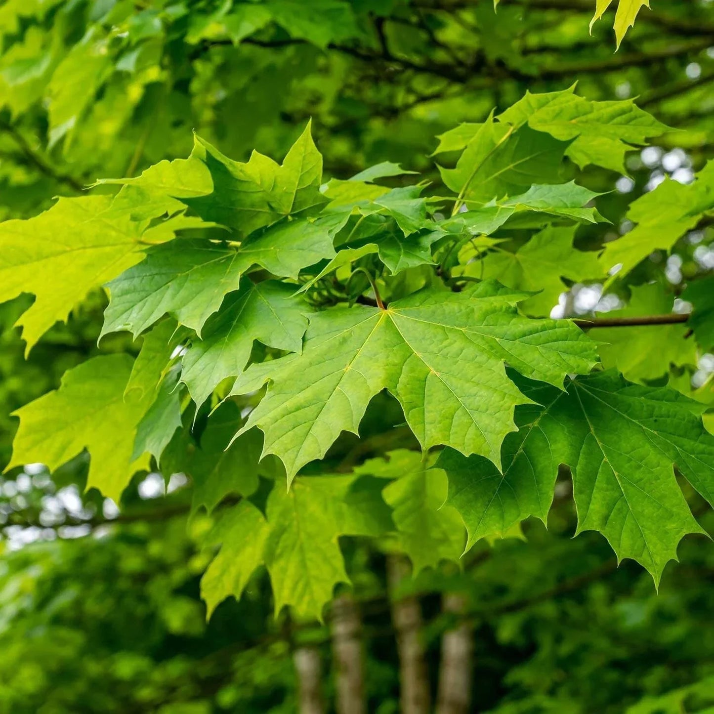 Green Maple Tree Seeds - 10 Organic Acer Seeds for Bonsai & Hardwood Trees