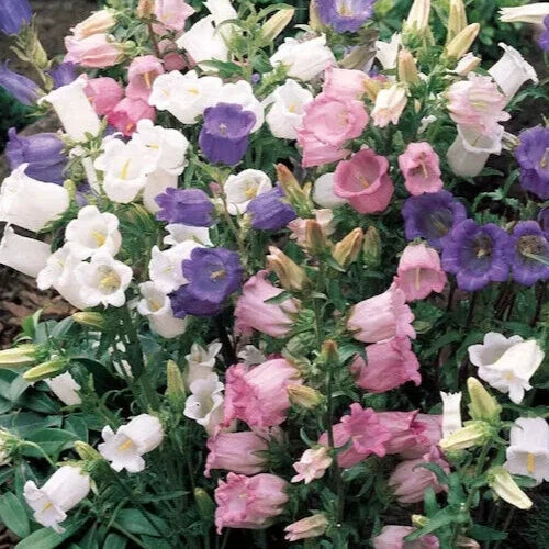Canterbury Bells Seeds Mix - Campanula Medium Flower Seeds for Garden Planting, 50+ Bellflower Seeds