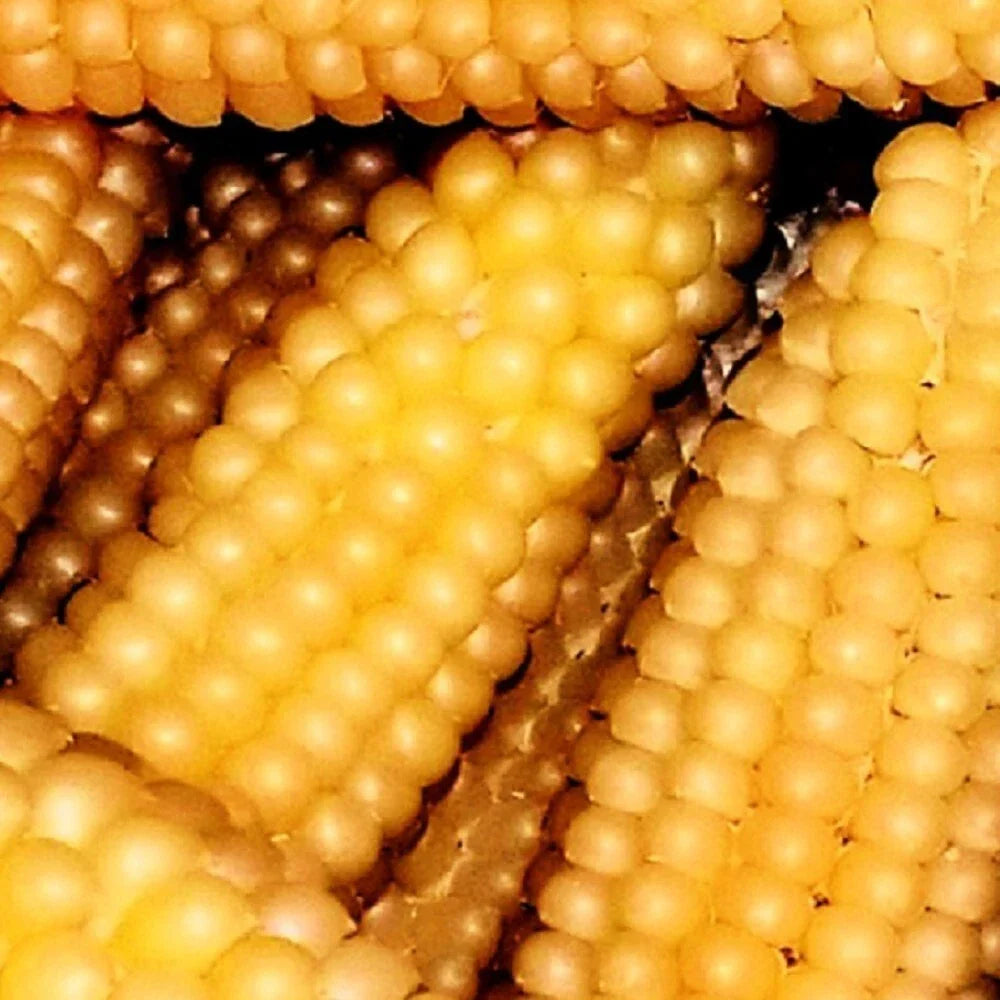 Popcorn Seeds Heirloom Hulless Japanese Corn Zea mays everta