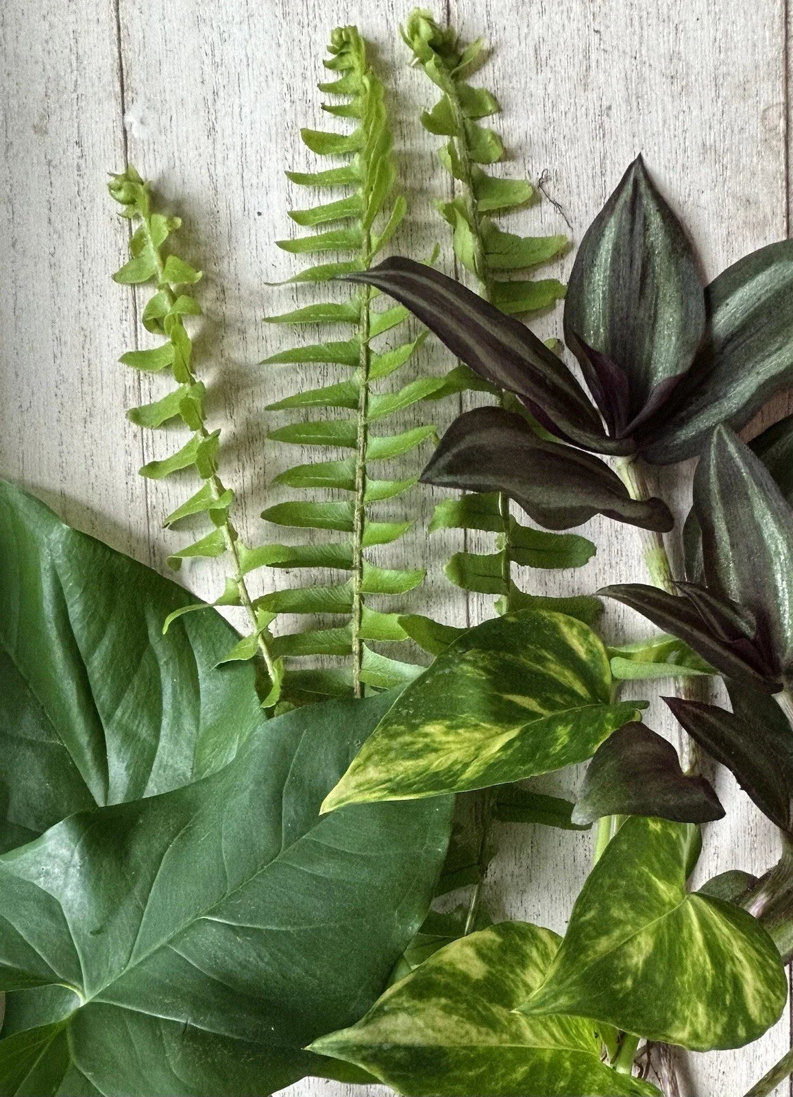 Rooted Plant Cuttings Pack - 12 Varieties for Propagation - Indoor & Outdoor Gardening - Healthy Starter Plants