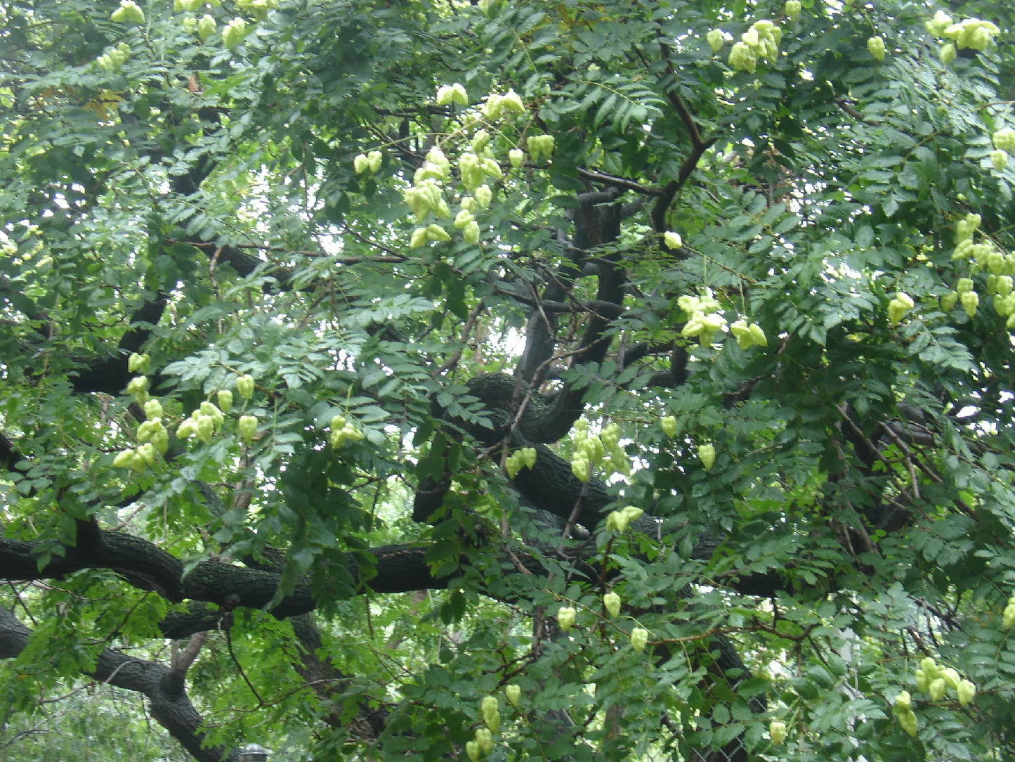 30 Seeds Japanese Pagoda Tree Styphnolobium japonicum Fast-Growing Ornamental Tree GroCo USA