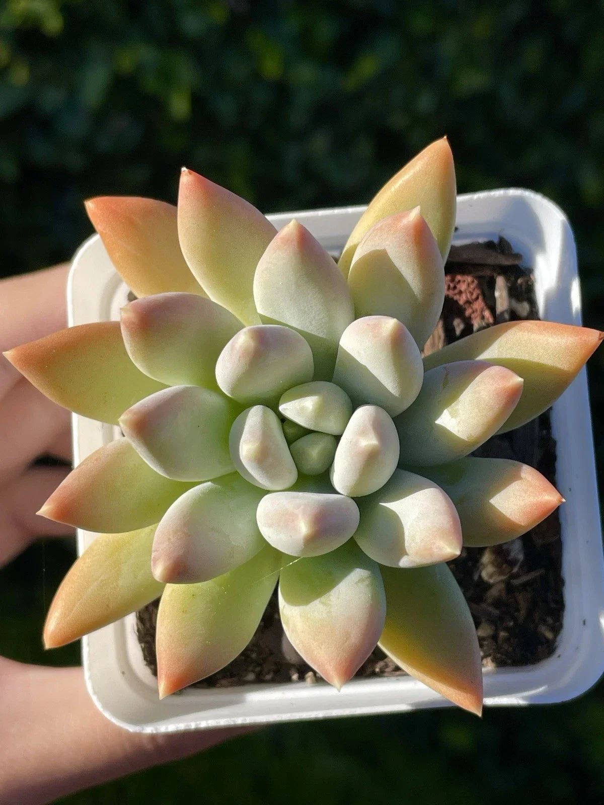 Rare Succulent Plant 2.75-Inch Pachyphytum Moon Silver, Rooted Live Plant, Pachyphytum oviferum, Easy Care, Bare Root