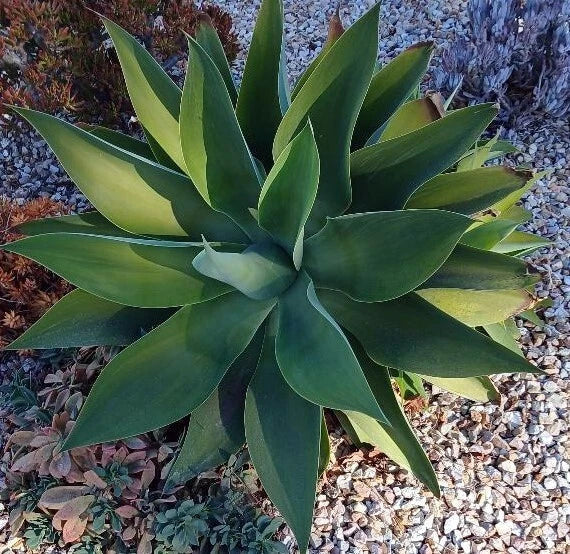 Large Cactus Cutting #50 for Propagation - Ideal Succulent Garden Addition