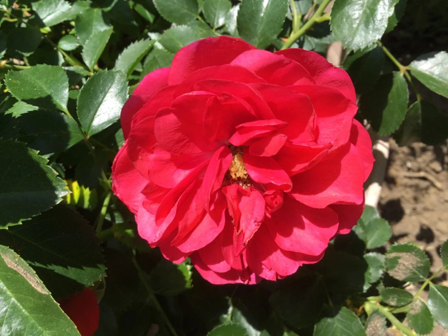 Princess Elizabeth Miniature Rose Cuttings - 3 Fresh Rooting Shoots Rosa 'Princess Elizabeth' 1947 Variety