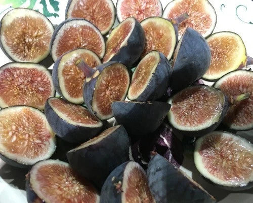 Black Mission Fig Starter Plant - Ficus carica, Live Well-Rooted Fig Tree for Home Garden or Container Growing