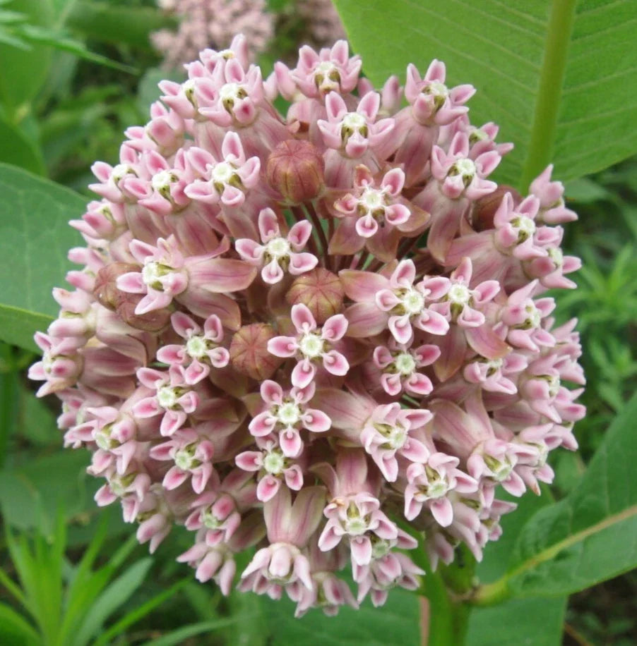 Milkweed Seeds - Common Perennial Butterfly Garden Plant, Asclepias Syriaca, Attracts Pollinators, 50+ Seeds