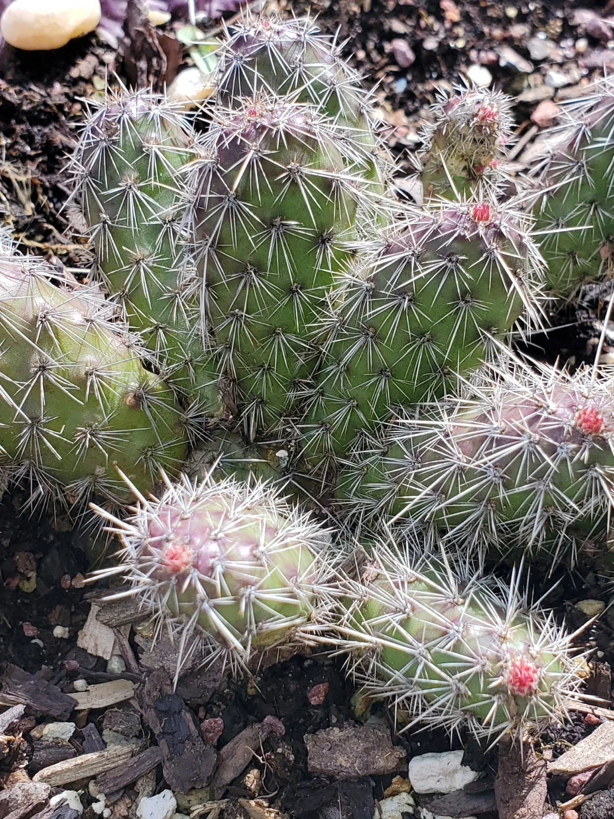 Spiny Cat's Paw Cactus Cuttings - 2 Live Opuntia microdasys Succulent Propagation Set