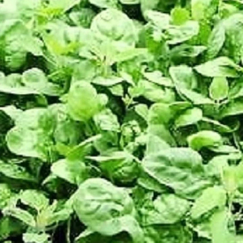 Giant Noble Spinach Seeds | Heirloom NON-GMO Spinacia oleracea | Fresh Vegetable Garden Seeds