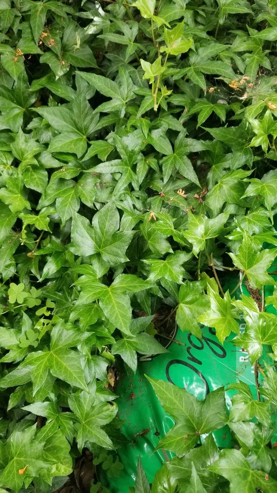 Ivy Cuttings 8 Inches Long - Fresh Green Hedera helix for Indoor Gardening