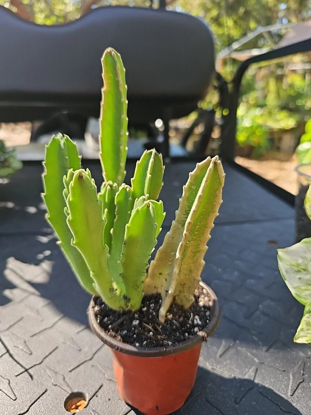 Stapelia gigantea Succulent Starfish Cactus 3.5" Pot - Unique Flowering Houseplant