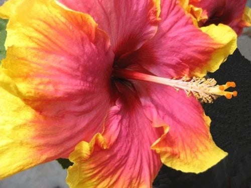 Extra Large Tropical Hibiscus Live Plant - Hot Pink & Yellow - Hibiscus rosa-sinensis in 6-inch Pot