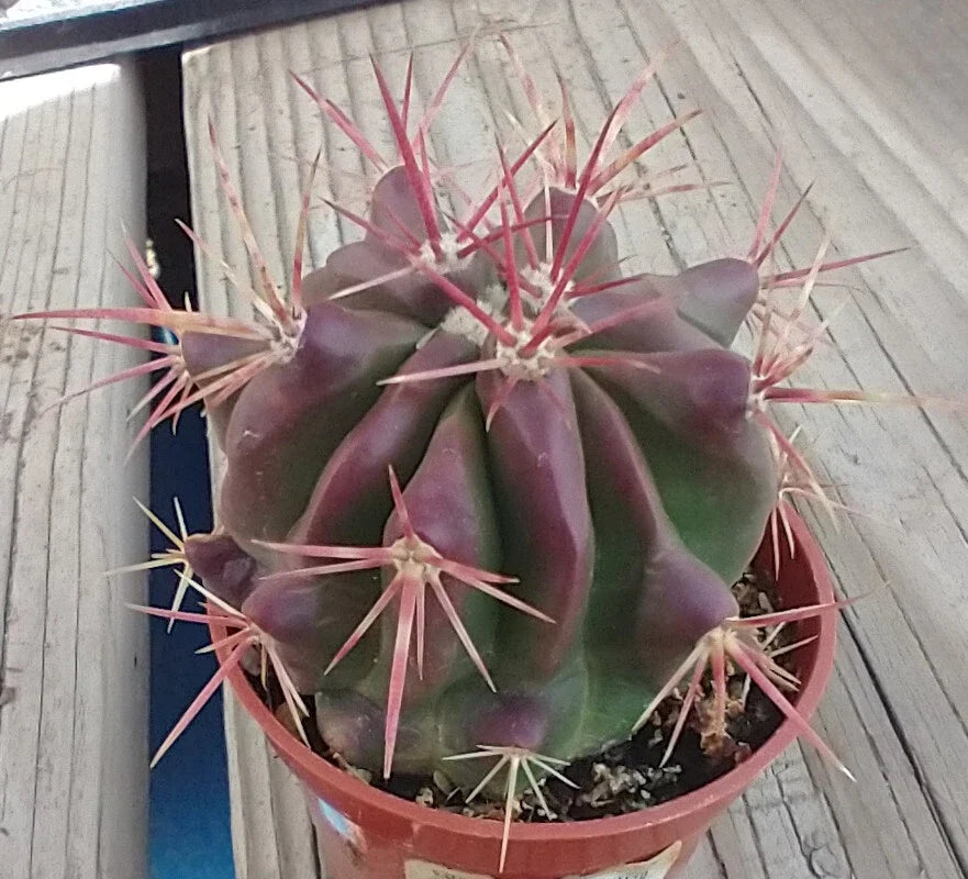 Red Spine Barrel Cactus Potted Plant 60mm Ferocactus pilosus Succulent Drought Tolerant Indoor Outdoor