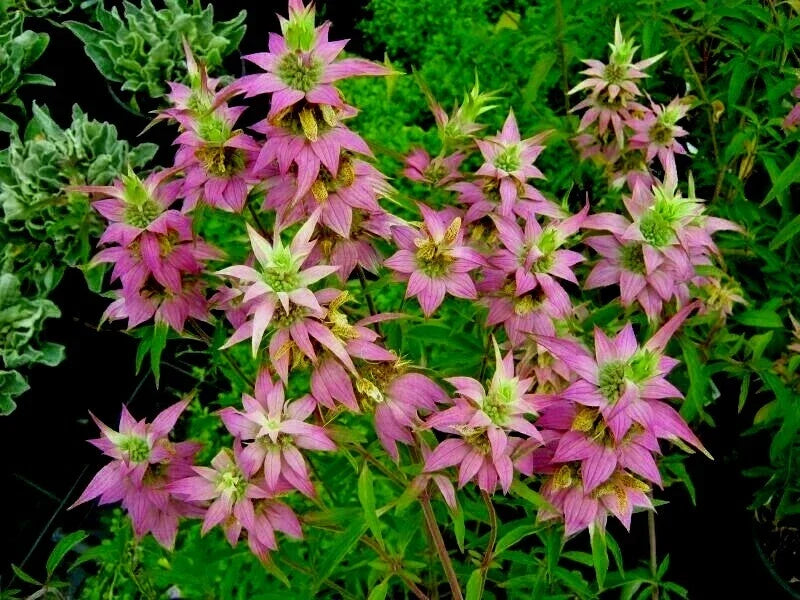 Spotted Bee Balm Flower Seeds - Native Wildflower for Pollinators & Herbal Tea - Monarda punctata - 301+ Seeds