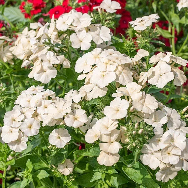 Isabellina Phlox Seeds - 100+ Premium Seeds for Garden Planting - Vibrant Pink Flowers - Phlox paniculata