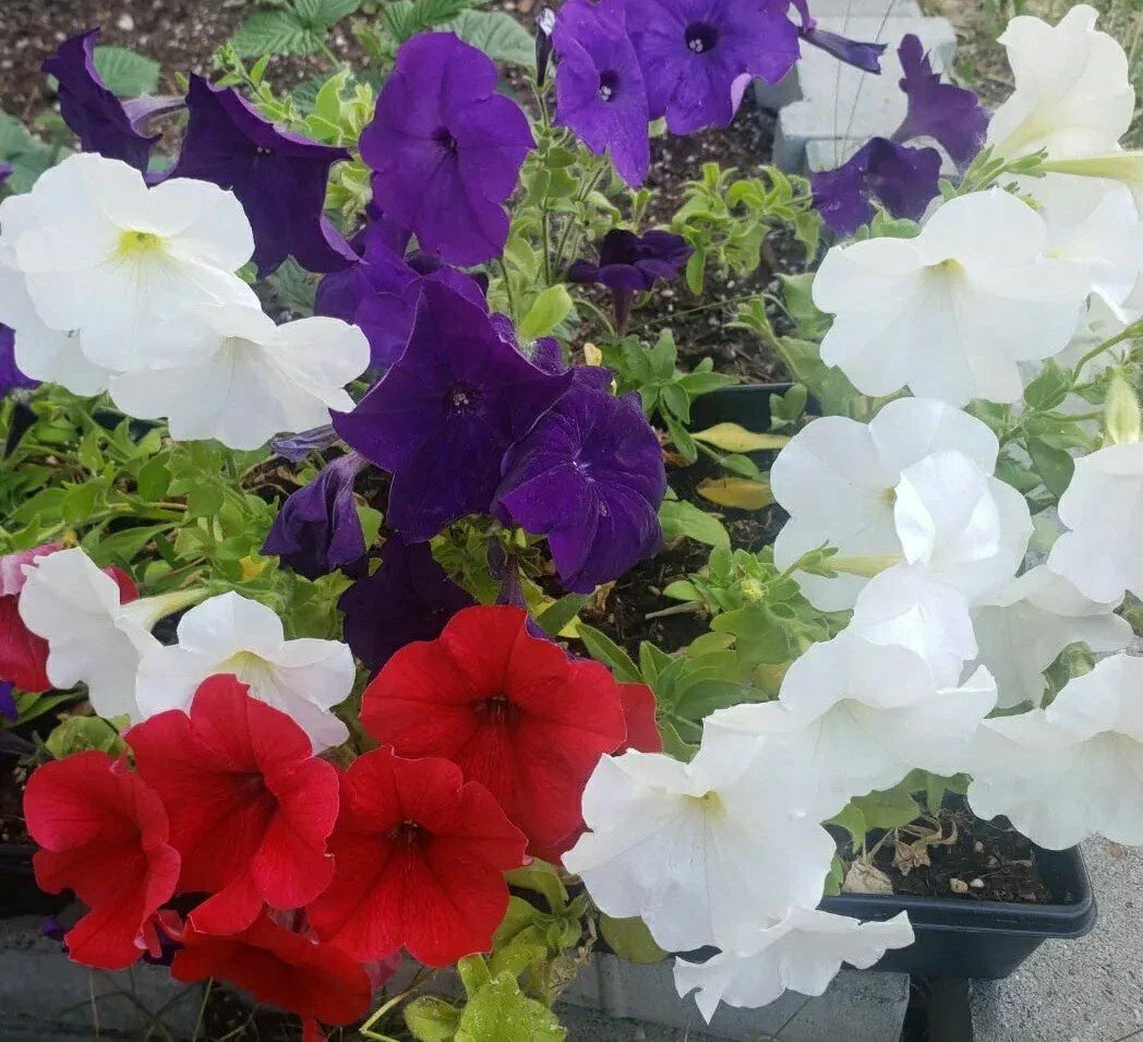 Petunia Flower Seeds Mix – 100 Premium Petunia spp. Seeds for Colorful Garden Borders, Containers & Hanging Baskets