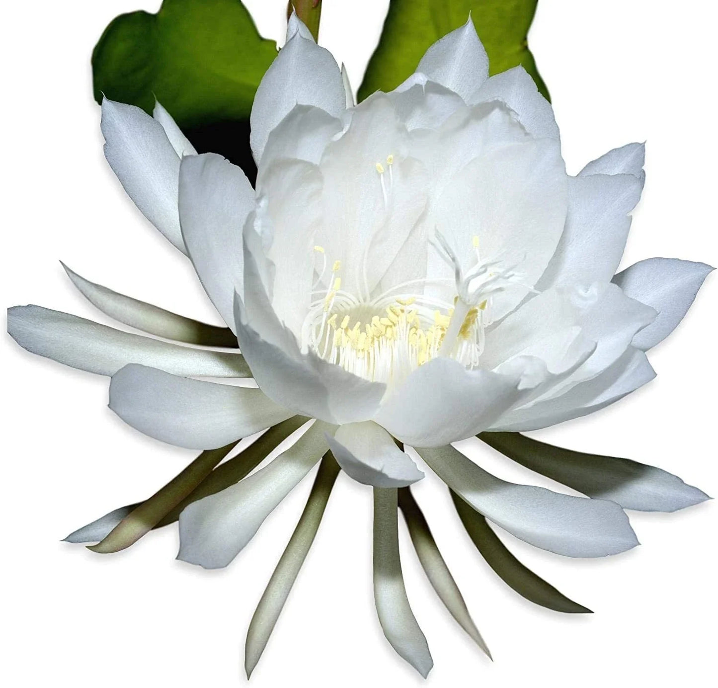 Rooted Live Epiphyllum Oxpetalum Orchid Plant Queen of the Night White Blooming Flower