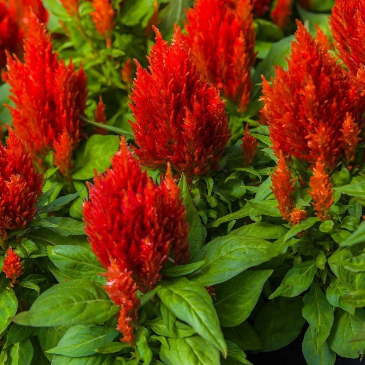 Scarlet Plume Celosia Flower Seeds - Non-GMO - 500+ Seeds - Vibrant Red Annual