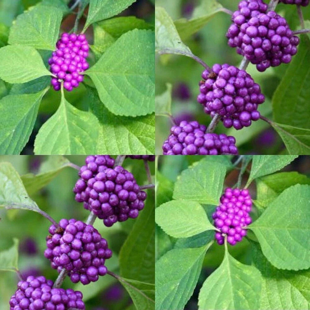 American Beautyberry Live Plants - 3 Pack, Edible Shrub with Purple Berries, Callicarpa americana, Native Garden Plants