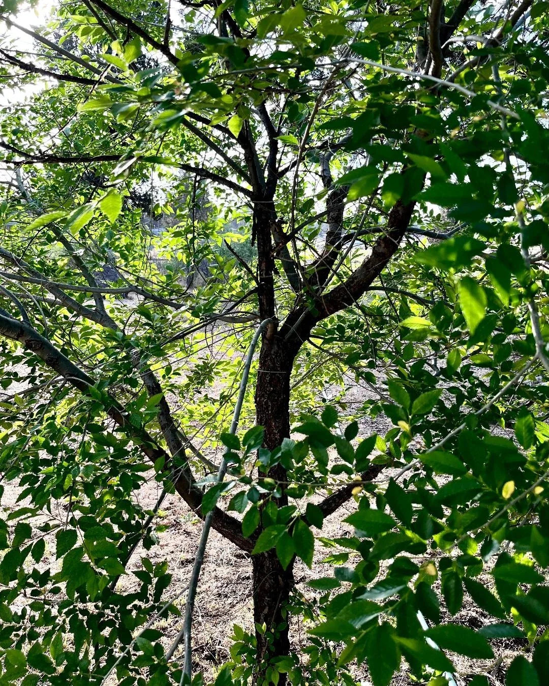 Organic Elm Tree Non-Rooted Cuttings 6" Ulmus Americana for Gardening & Landscaping, 4 Pack