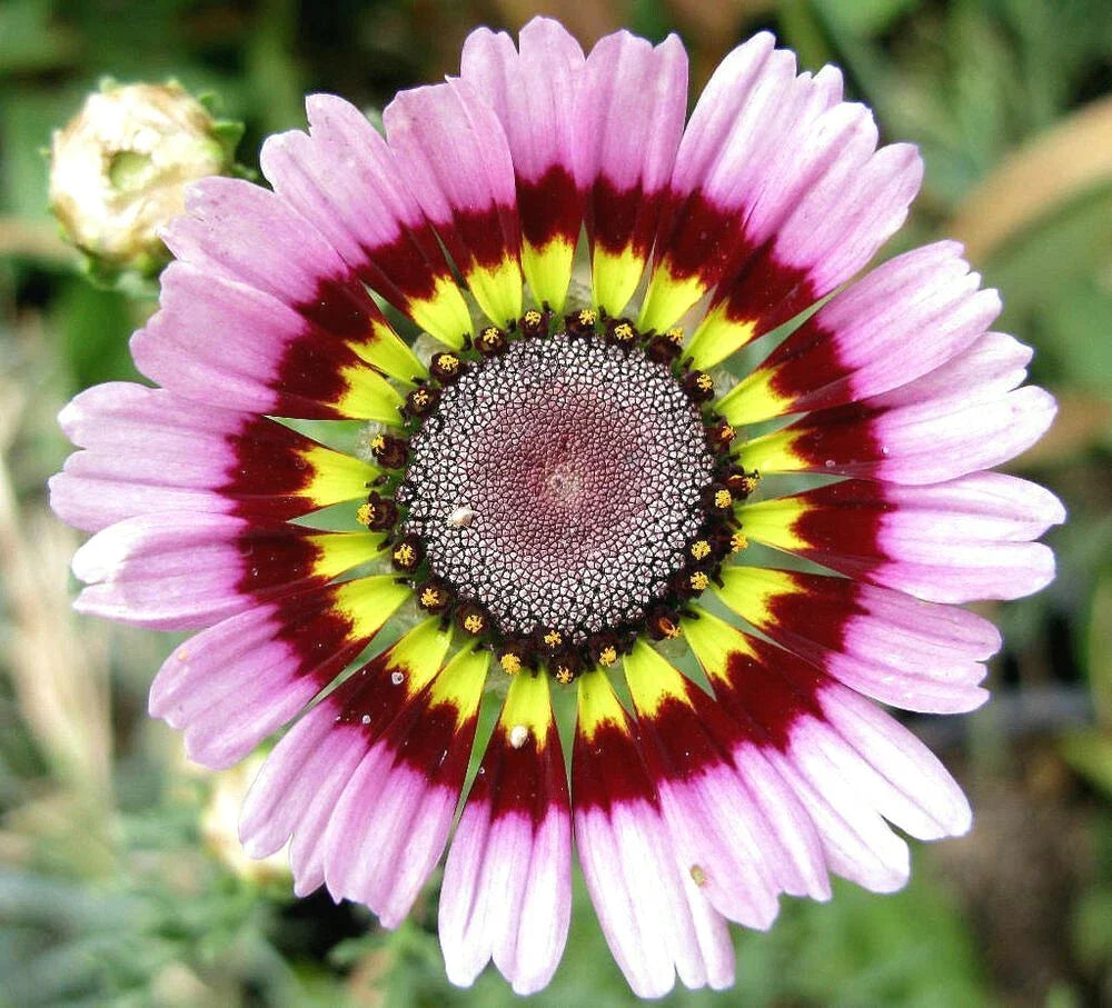 Painted Mix Daisy Seeds | Rainbow Sunflower Wildflower Daisies | Non-GMO Bellis perennis Seed Pack for Garden Beds & Wildflower Meadows
