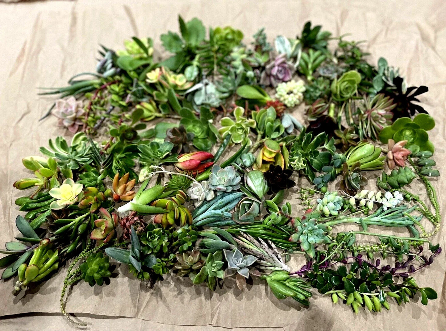 50 Random Succulent Cuttings Pack - Assorted Varieties for Gardening & DIY Arrangements