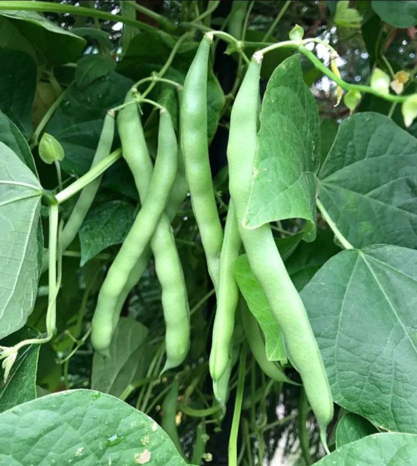 Blue Lake Bush Green Bean Seeds - 500+ Non-GMO Seeds - USA Grown