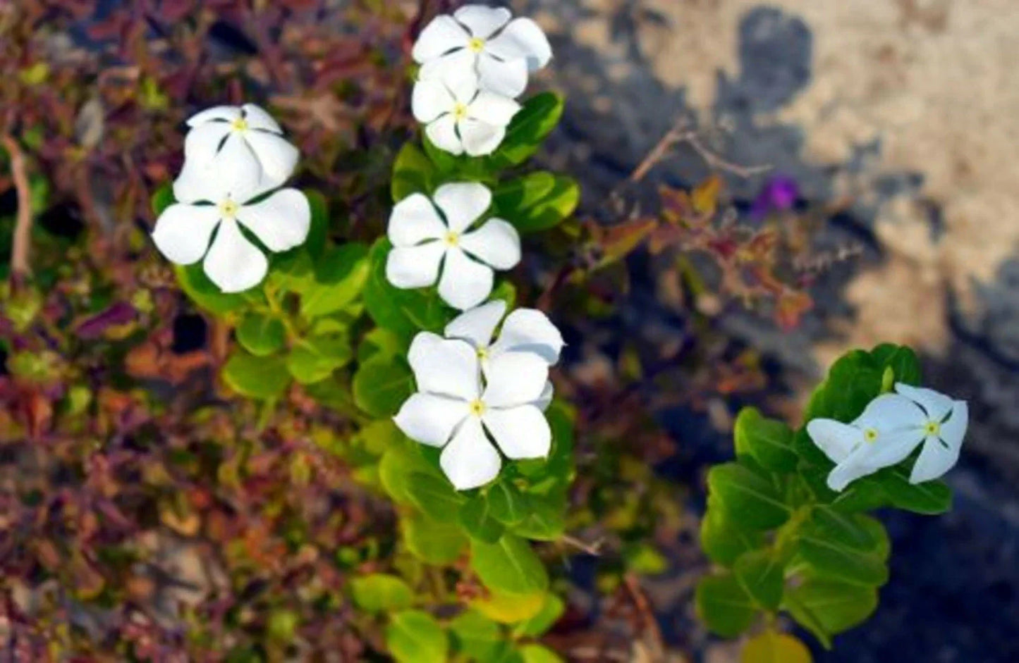 Dwarf White Periwinkle Seeds - 100+ Vinca Little Blanche Ground Cover Flowers