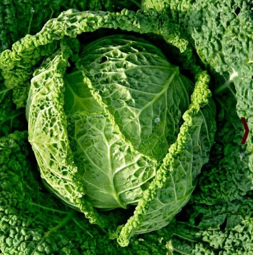 Savoy Cabbage Seeds - Italian Variety for Minestrone Soup - Non-GMO, 500 Seeds, Brassica oleracea var. sabauda