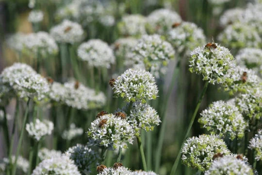 Mountain Mint Seeds - 100+ Pycnanthemum virginianum Seeds for Garden Planting