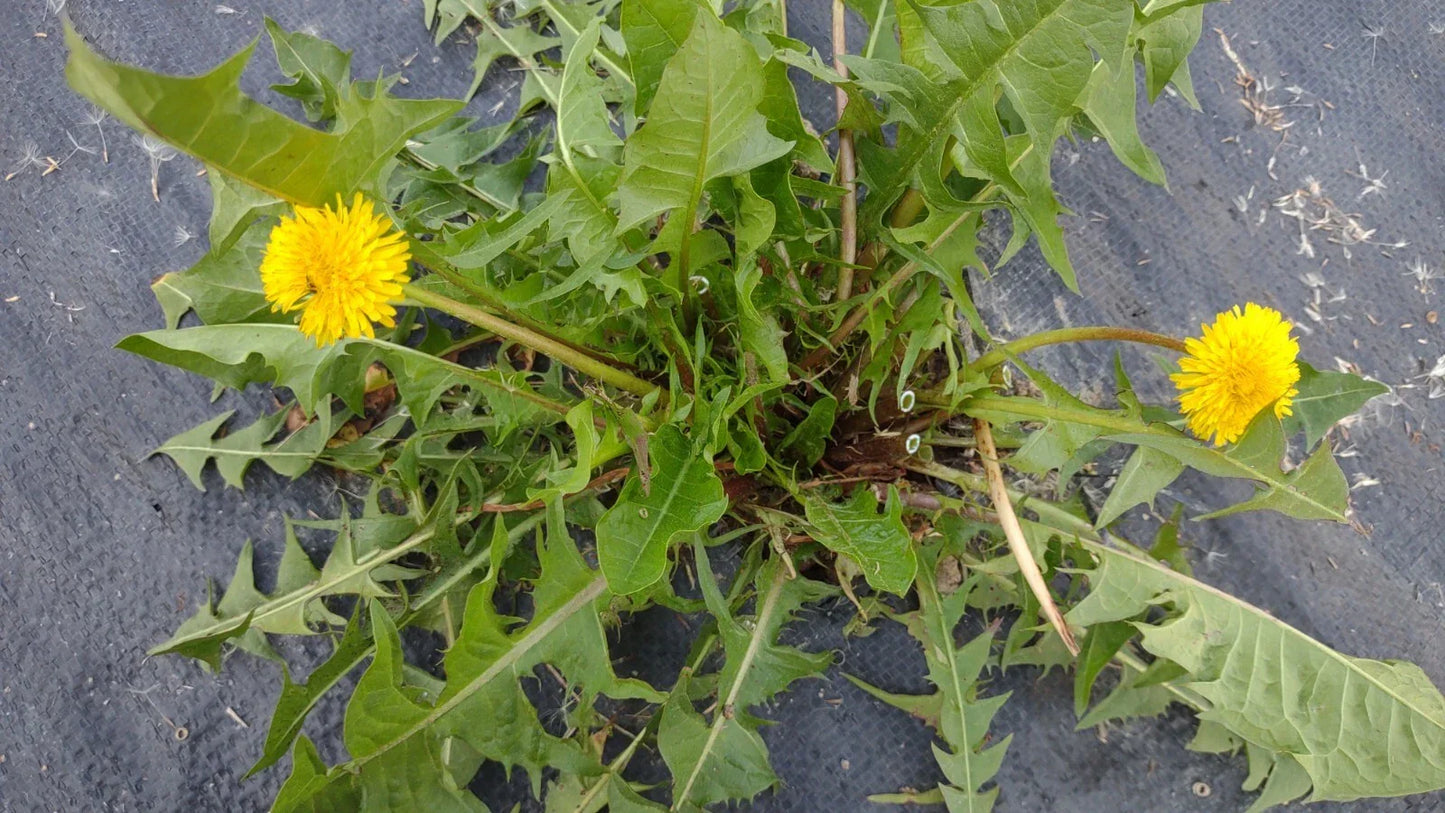 Dandelion Plants 25+ Wild Organic Non-GMO Heirloom Taraxacum officinale - Perennial Yellow Flowers