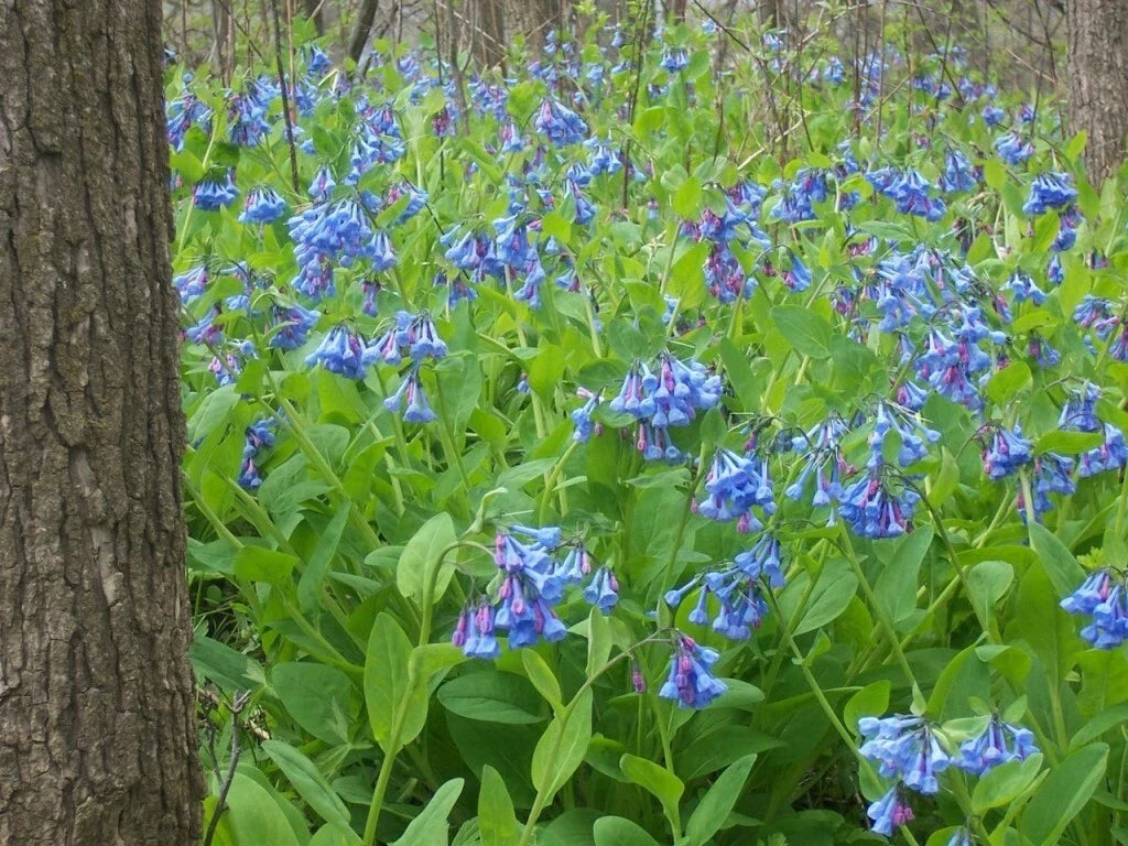 Virginia Bluebells Perennial Bundle - Shade Loving Mertensia virginica - Woodland Garden, Blue Blooms, Hardy, Low-Light