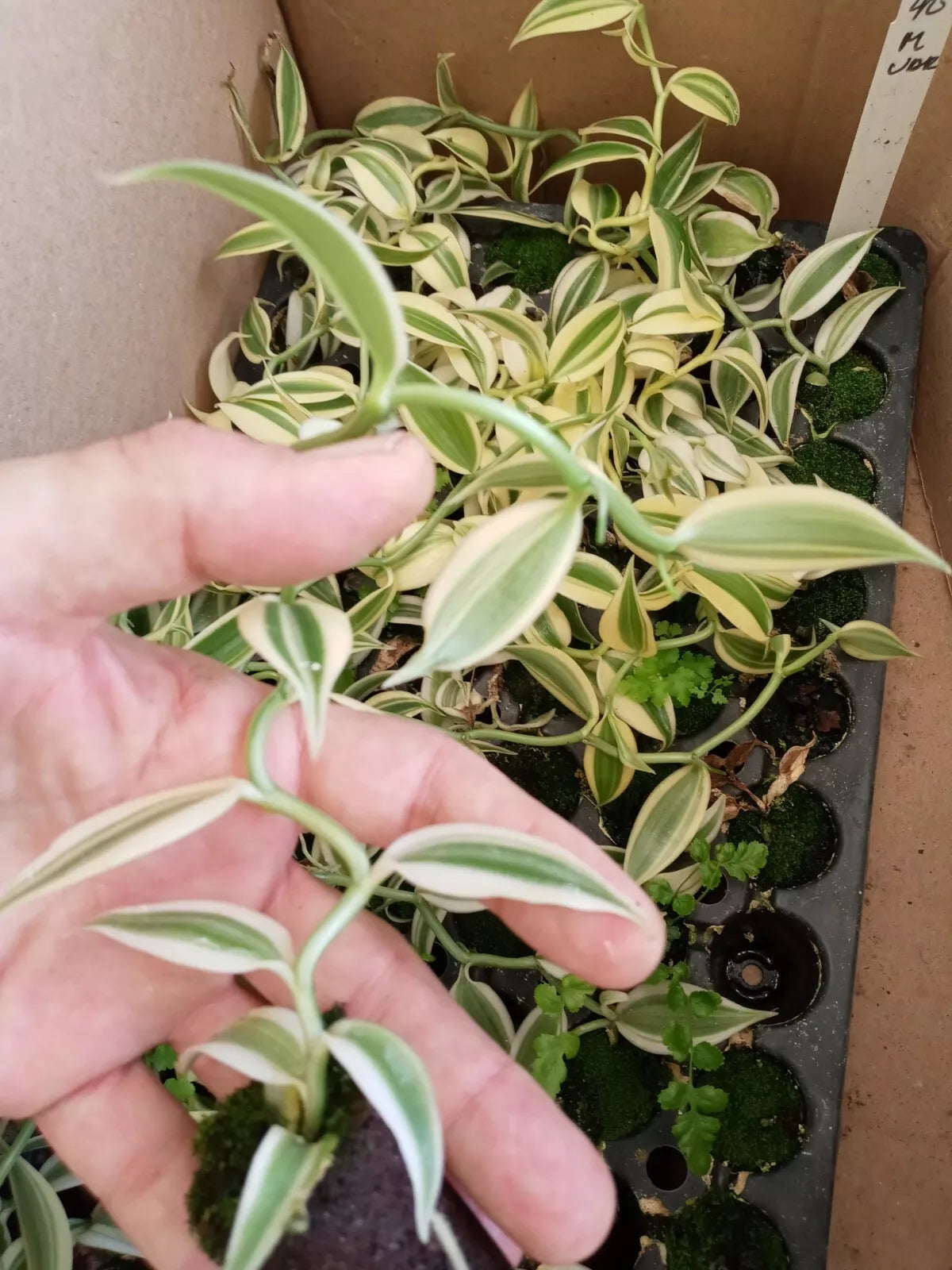 Variegated Vanilla Planifolia Live Vine - Edible Houseplant Starter - Pesticide-Free, 3-5 Inches