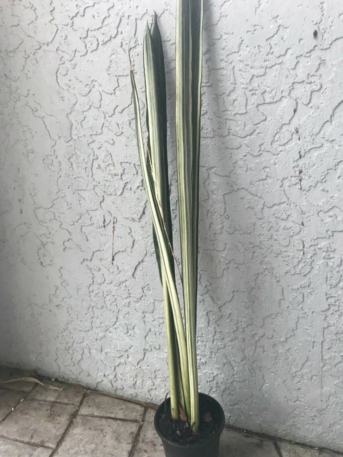 Bantel Sansevieria White Lightning Snake Plant 24" Indoor Air Purifying Variegated Sansevieria trifasciata