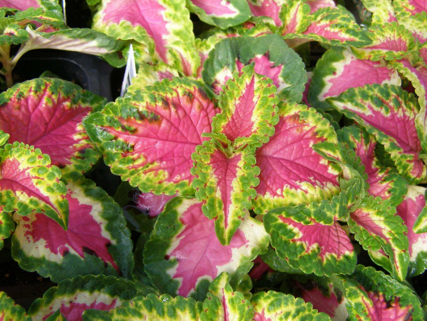 Coleus Seeds Wizard Rose Variety - 40 Fresh Seeds for Colorful Gardens