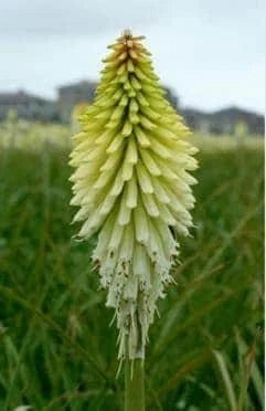 Ice Queen Kniphofia Bare Root Plant – Red Hot Poker Perennial Flowering Plant for Borders & Containers
