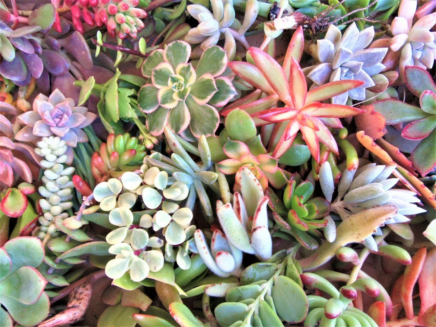 Large Succulent Cuttings Pack – 50 Pieces, 25 Varieties, 3-6 Inches, Mixed Succulents for DIY Projects, Garden Decor & Arrangements