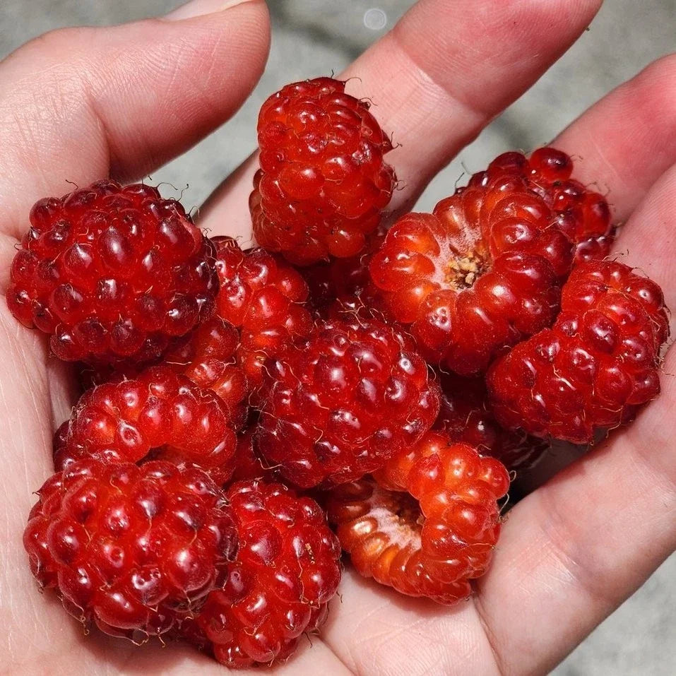 Red Raspberry Bare Root Starter Cane – Rubus idaeus, Sweet, Hardy, Fruit-Bearing Plant for Garden or Container