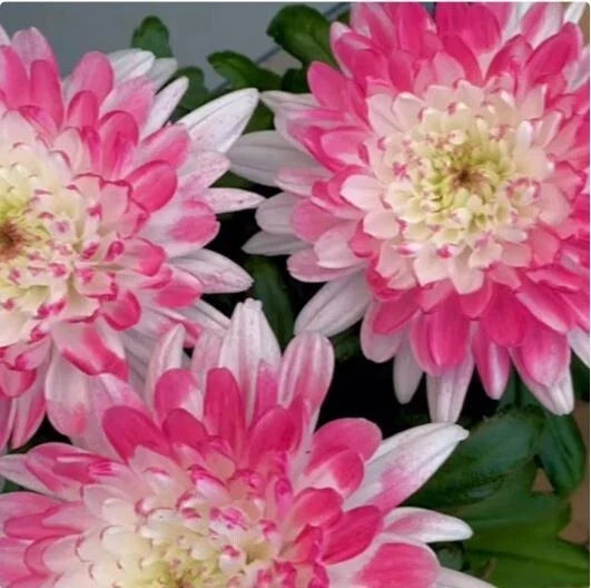 Pink Lace Mum Seeds - 200+ Chrysanthemum morifolium Annual Flower Seeds for Garden Beds & Containers