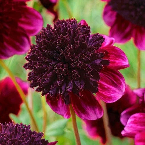 25 Rock Star Dahlia Seeds – Colorful Flowering Perennials for Gardens & Cut Flowers | Dahlia pinnata